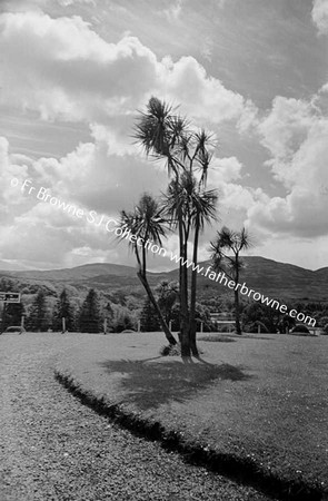 ICA DRACINIA CABBAGE PALMS